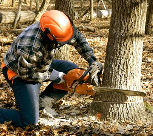 Tree Removal in Alanreed, TX